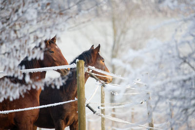 Two horses in a winter landscape, looking over a fence