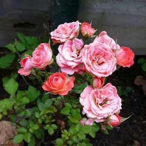 Close-up of pink rose