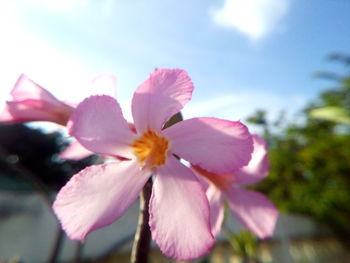 Close-up of pink flowers against sky