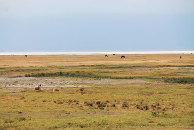 View of sheep on landscape