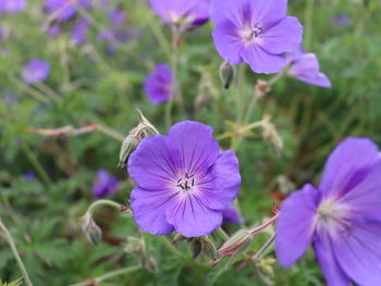 Close-up of purple flowering plant