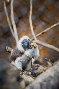 High angle view of monkey on wood