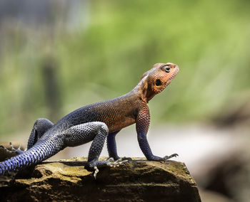 Close-up of lizard on rock