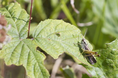 plant part