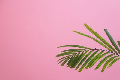 Palm leaf against pink background