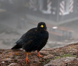 Close-up of bird perching on rock