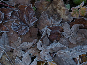 High angle view of frozen plant during winter