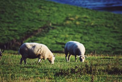 Sheep grazing in a field