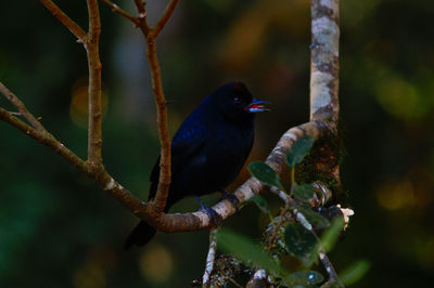 Birds perching on branch