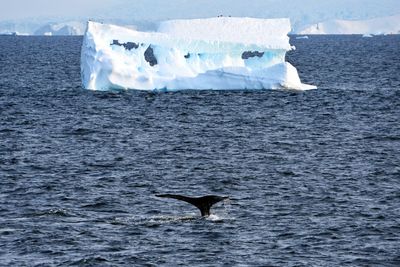 Bird flying over sea