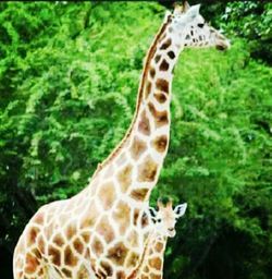 Close up of giraffe