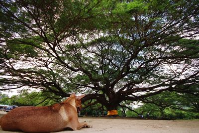 Dog sitting by tree against sky