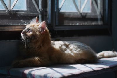 Close-up of a cat lying down