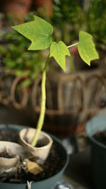 Close-up of plant