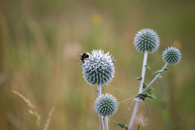 White pompom thistles with a bumblebee