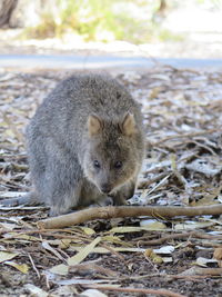 Portrait of an animal on field