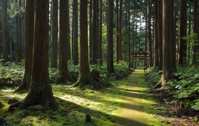 Trees in forest