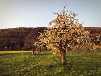 Tree in field against clear sky