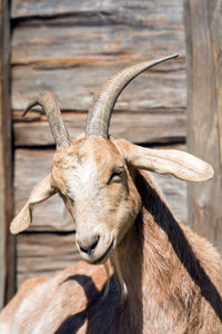 Close-up portrait of goat