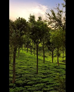 Trees in forest