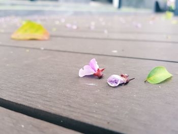 Close-up of pink rose on table