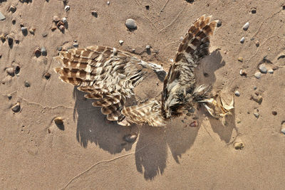 Close up dead seagull or bird on the beach possible botulism poisoning, avian bird flu or pollution