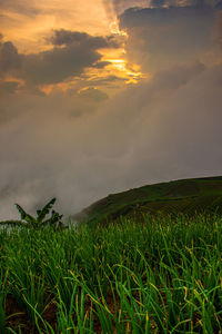 Scenic view of field against sky during sunset