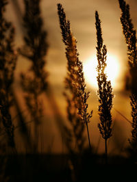 Close-up of silhouette plants on field against sunset sky