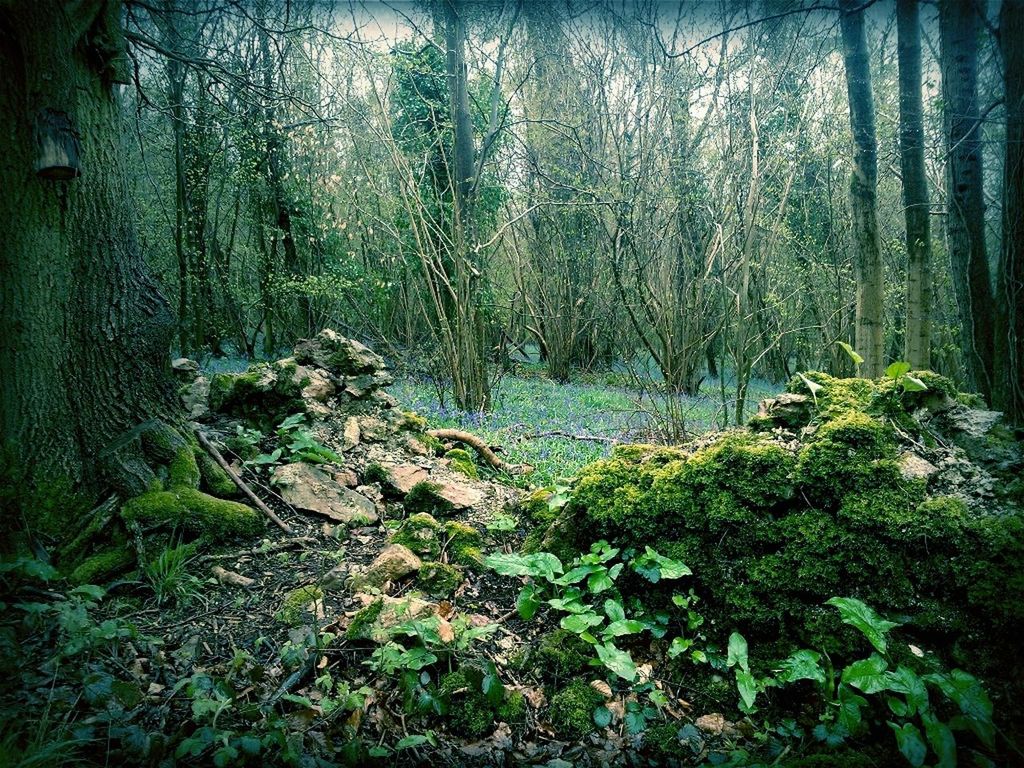 tree, forest, growth, tree trunk, woodland, plant, tranquility, nature, green color, beauty in nature, moss, tranquil scene, growing, day, lush foliage, wood - material, outdoors, no people, leaf, scenics