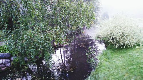 Reflection of trees in water