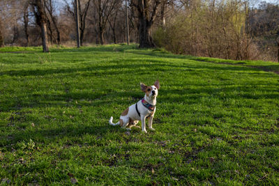 Dog standing on grass in field