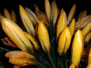 Close-up of wet yellow flowers