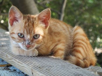 Portrait of ginger cat lying on wood