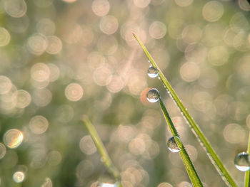 Close-up of water drops on plant