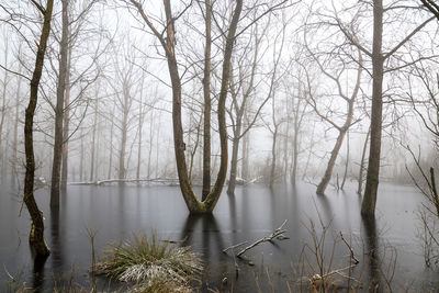 Bare trees in lake during winter