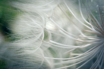 Full frame shot of feather