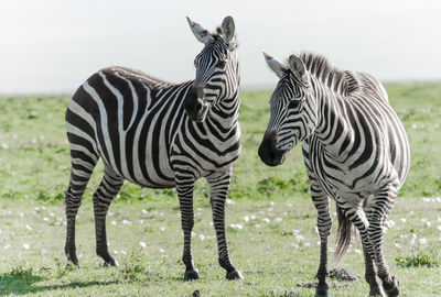 Zebra standing in a field