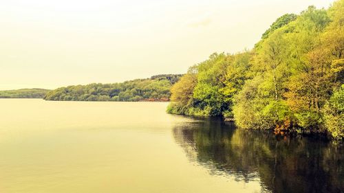 Scenic view of trees by river