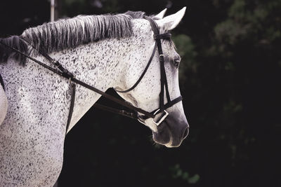 White horse wearing bridle