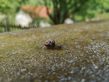 Close-up of snail