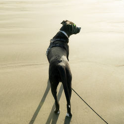 Rear view of dog looking at camera