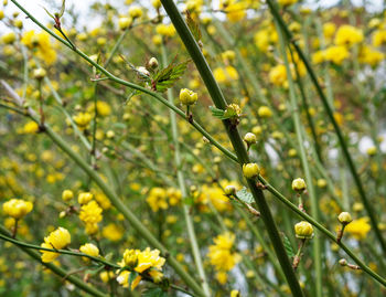 Close up of yellow flower