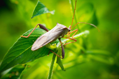 Close-up of insect on leaf