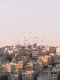 Flock of birds flying over residential buildings