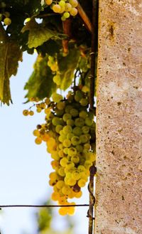 Low angle view of grapes hanging on vine