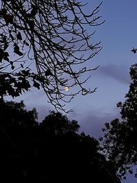 Low angle view of silhouette trees against clear sky