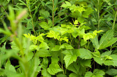 Full frame shot of leaves