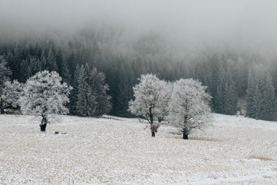 Trees on snow covered land