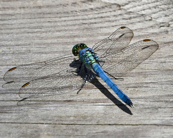Close-up of dragonfly on wooden plank