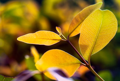 Close-up of yellow leaves during autumn